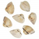 Coquillage spisula subtruncata