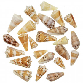 Coquillages conus voluminaris - 3 à 5 cm - Lot de 4