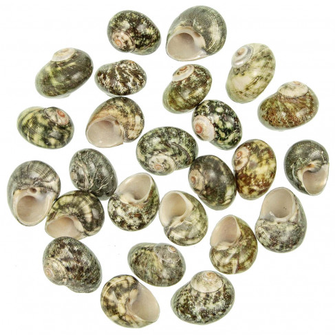 Coquillages turbo cinerius polis - 3 à 4 cm - Lot de 5