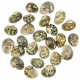 Coquillages turbo cinerius polis - 3 à 4 cm - Lot de 5
