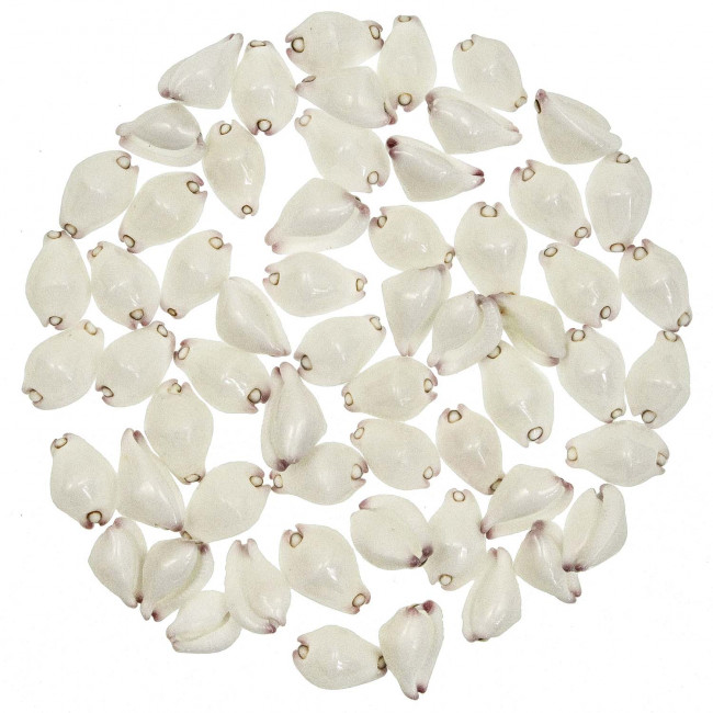 Coquillages calpurnus verrucosus - 2.5 à 3 cm - Lot de 10