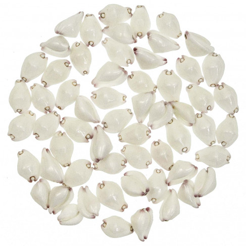 Coquillages calpurnus verrucosus - 2.5 à 3 cm - Lot de 10