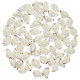 Coquillages calpurnus verrucosus - 2.5 à 3 cm - Lot de 10
