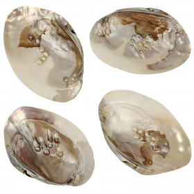 Coquillage moule perlière nacrée d'eau douce