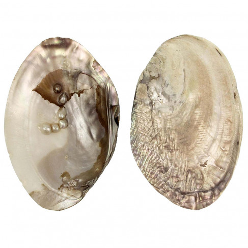 Coquillage moule perlière nacrée d'eau douce