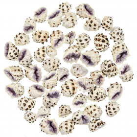 Coquillages drupa morum violets - 2.5 à 3.5 cm - Lot de 5