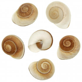 Coquillages ryssota ovum ensaymada - 6 à 7 cm - Lot de 2