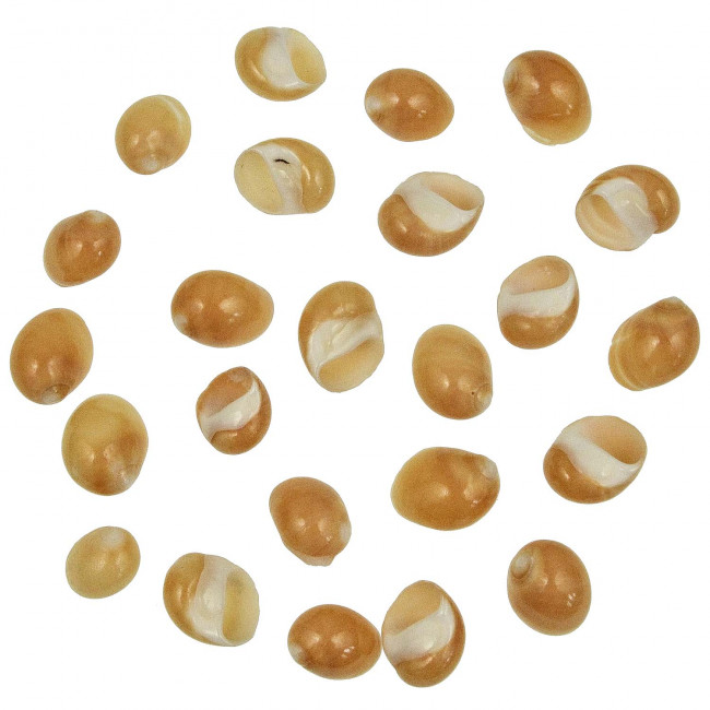 Coquillages polinices oranges polis  - 2 à 3 cm - Lot de 3