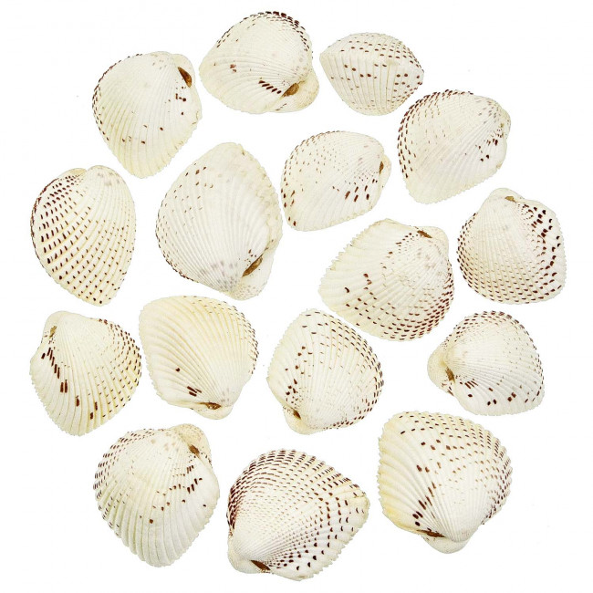 Coquillages cardium unedo entiers - 4 à 5 cm - Lot de 5