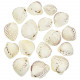 Coquillages cardium unedo entiers - 4 à 5 cm - Lot de 5