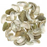Coquillages haliotis asinina - 3 à 6 cm - 100 grammes