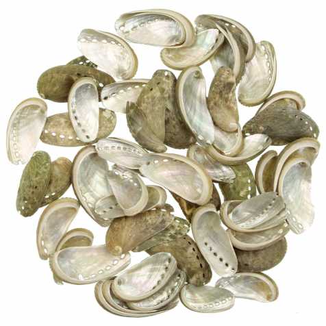 Coquillages haliotis asinina - 3 à 6 cm - 100 grammes