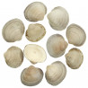 Coquillages glycymeris - 5 à 7 cm - 100 grammes