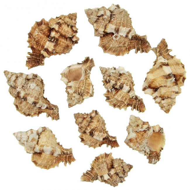 Coquillages phyllonotus pomum - 6 à 9 cm - 250 grammes