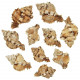 Coquillages phyllonotus pomum - 6 à 9 cm - 250 grammes