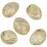 Coquillage haliotis discus nacré