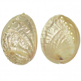 Coquillage haliotis discus nacré