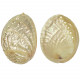 Coquillage haliotis discus nacré