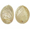 Coquillage haliotis discus nacré