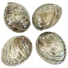 Coquillage haliotis fulgens nacré
