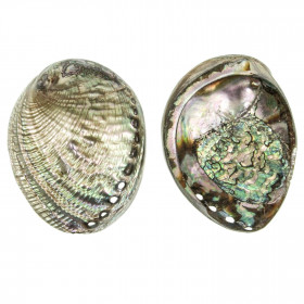 Coquillage haliotis fulgens nacré