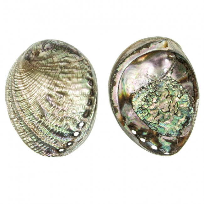 Coquillage haliotis fulgens nacré