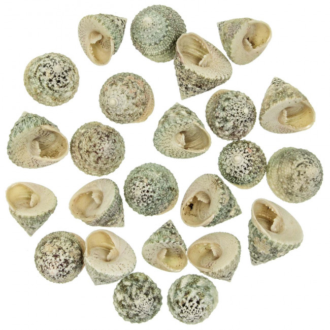 Coquillages trochus maculatus - 3 à 3.5 cm - Lot de 5