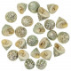 Coquillages trochus maculatus - 3 à 3.5 cm - Lot de 5