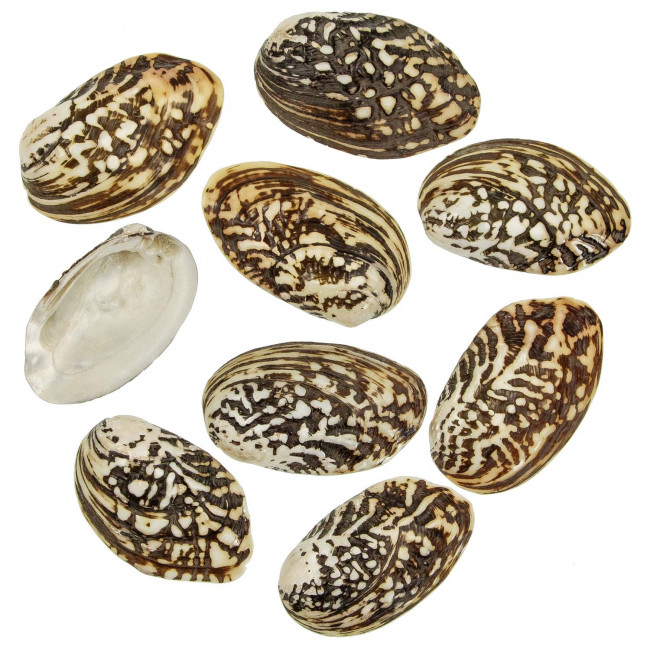 Coquillages mussel species polis - 7 à 9 cm - Lot de 5