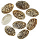 Coquillages mussel species polis - 7 à 9 cm - Lot de 5