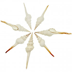 Coquillages fusinus colus blancs - 10 à 14 cm - Lot de 2