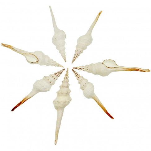 Coquillages fusinus colus blancs - 10 à 14 cm - Lot de 2
