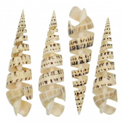 Coquillage terebra maculata poli découpé