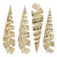Coquillage terebra maculata poli découpé