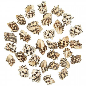 Coquillages drupa morum noirs - 3 à 4 cm - Lot de 5