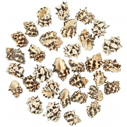 Coquillages drupa morum noirs - 3 à 4 cm - Lot de 5