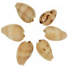 Coquillage voluta melo diadema