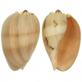 Coquillage voluta melo diadema