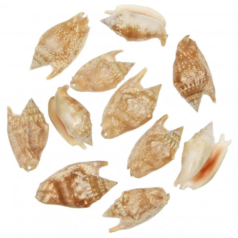 Coquillages strombus aurisdianae - 5 à 7 cm - Lot de 5