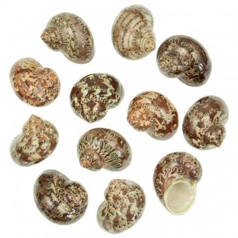 Coquillages turbo petholatus polis - 4 à 5 cm - Lot de 2