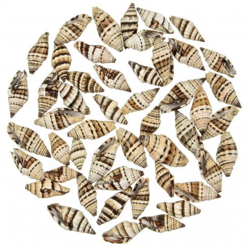 Coquillages vexillum rugosum noirs - 3 à 4 cm - lot de 15
