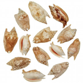 Coquillages strombus bulla - 5 à 7 cm - Lot de 5