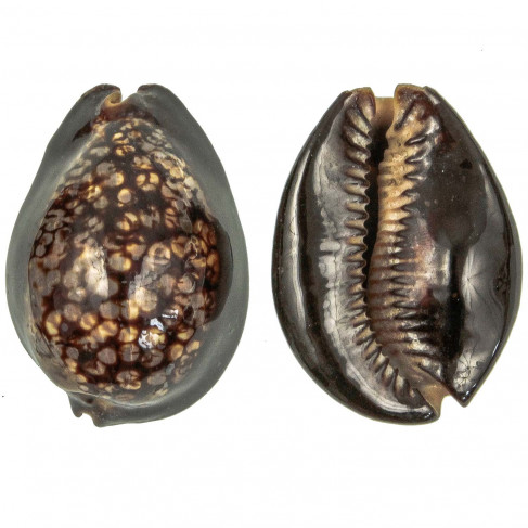 Coquillage cypraea mauritiana