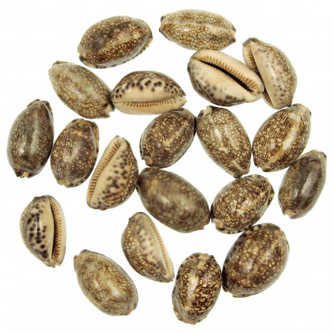 Coquillages cypraea arabica - 4 à 5 cm - Lot de 10