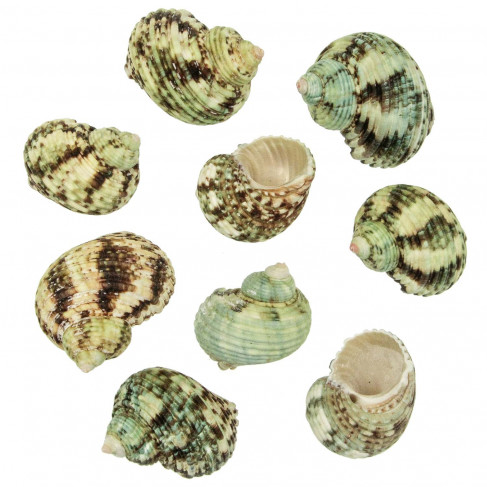 Coquillages turbo argyrostomus - 5 à 6 cm - Lot de 5