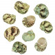 Coquillages turbo argyrostomus - 5 à 6 cm - Lot de 5