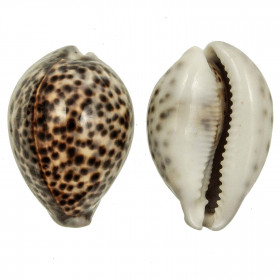 Coquillage cypraea tigris