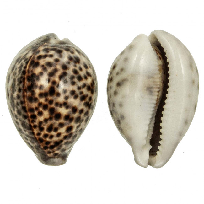 Coquillage cypraea tigris