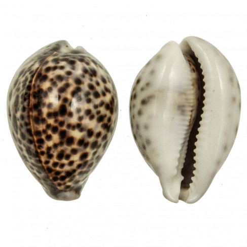 Coquillage cypraea tigris