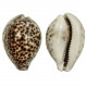 Coquillage cypraea tigris